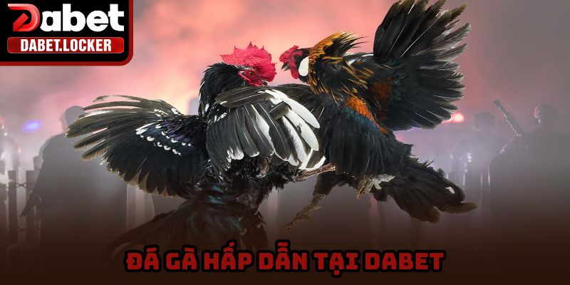 Đặt cược vào các trận đá gà để kiếm tiền mỏi tay